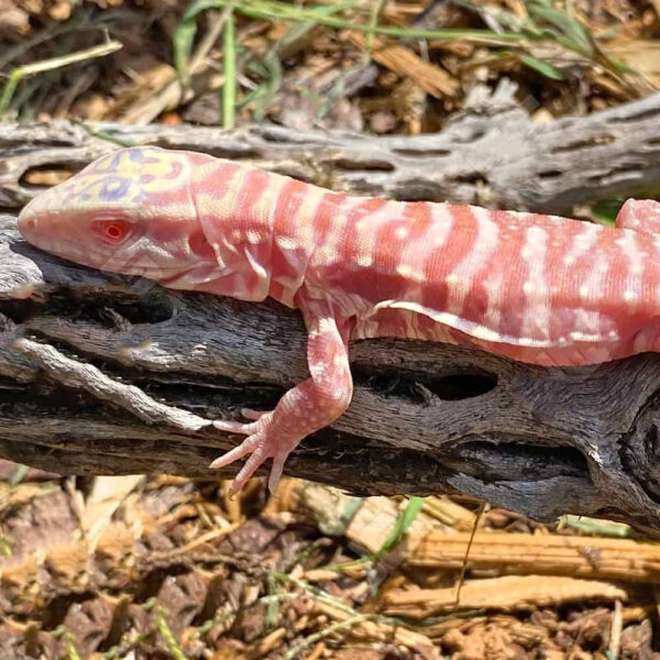 Baby Albino Cherry Ice Tegu #2 - Image 2