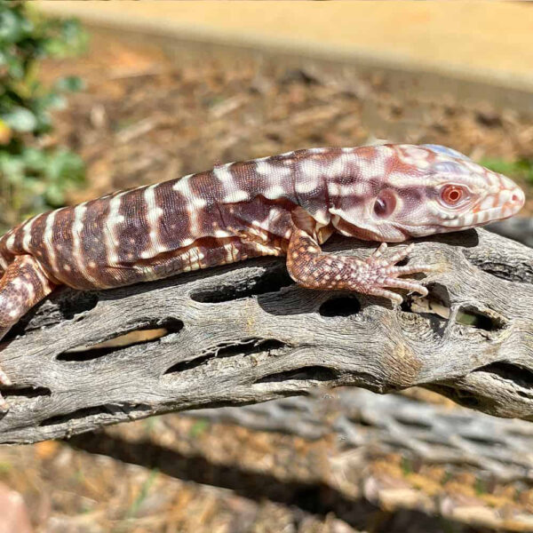 Baby Albino Black Ice Tegu #4 - Image 2