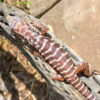 Baby Albino Black Ice Tegu #4 - Image 3