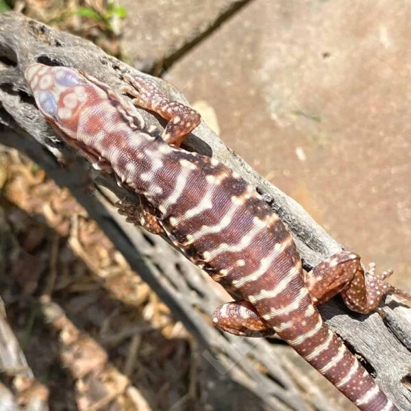 Baby Albino Black Ice Tegu #4 - Image 3