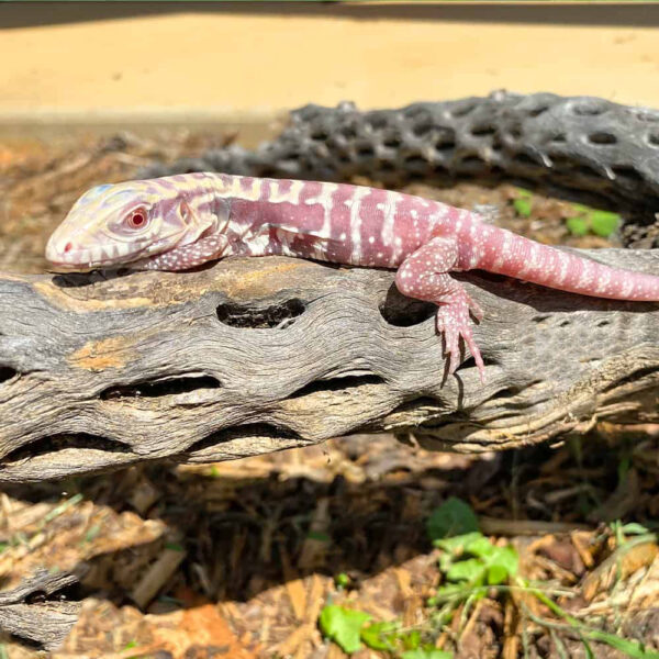 Baby Albino Cherry Ice Tegu #6 - Image 2