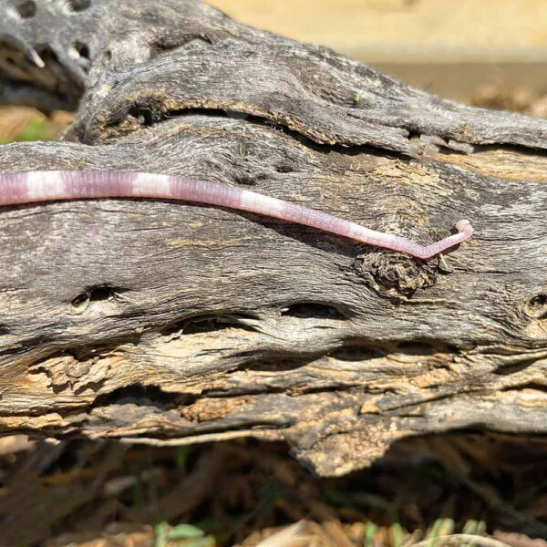 Baby Albino Cherry Ice Tegu #6 - Image 3