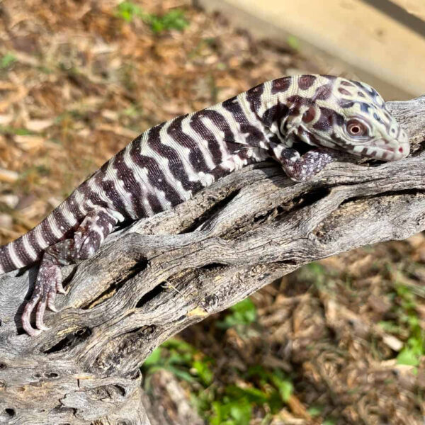 Baby Albino Tiger Ice Tegu #7 - Image 2