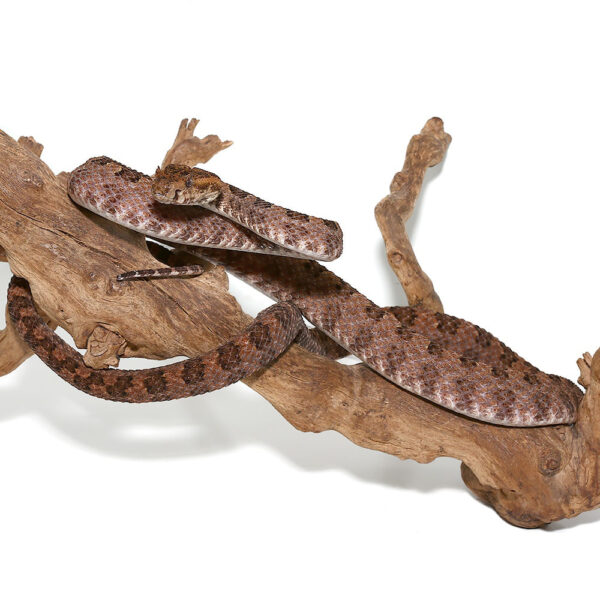 Three Horned Scaled Pit Viper