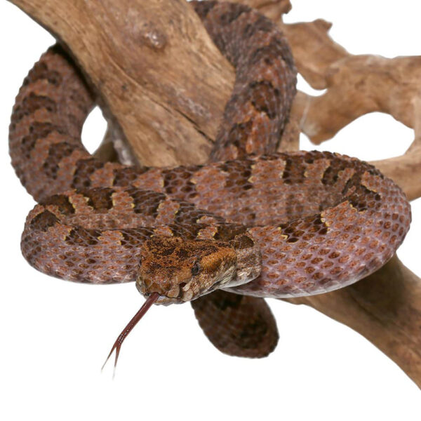 Three Horned Scaled Pit Viper - Image 2