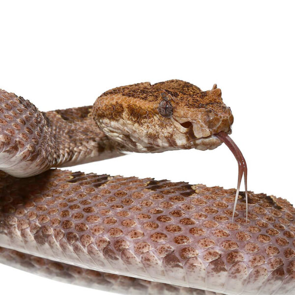 Three Horned Scaled Pit Viper - Image 3