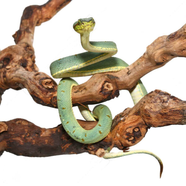 Two Striped Forest Pit Viper