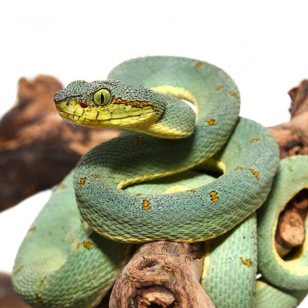 Two Striped Forest Pit Viper - Image 2