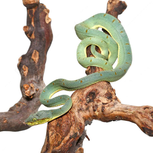 Two Striped Forest Pit Viper - Image 3