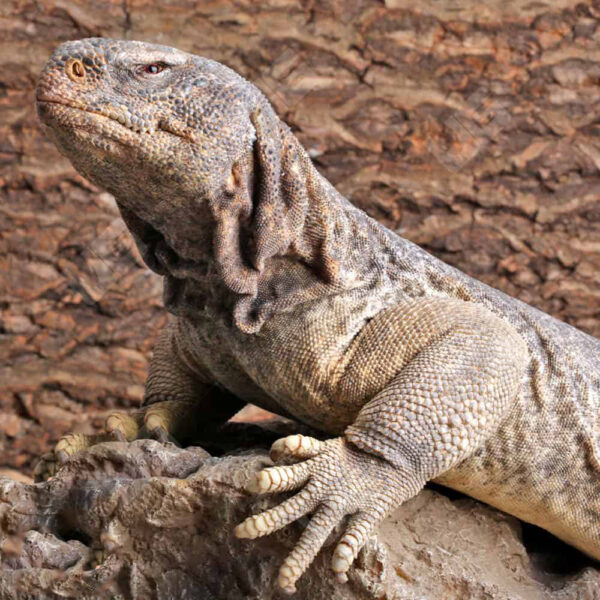 Adult Giant Saudi Arabian Uromastyx - Image 2