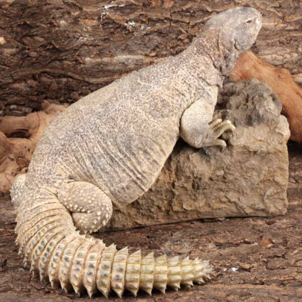 Adult Giant Saudi Arabian Uromastyx - Image 3