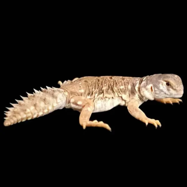 Uromastyx Princeps - Image 2