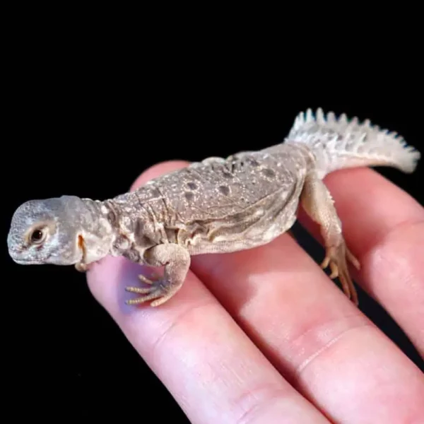 Uromastyx Princeps - Image 3