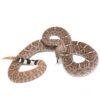Yearling Western Diamondback Rattlesnake