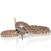 Yearling Western Diamondback Rattlesnake - Image 2