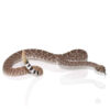 Yearling Western Diamondback Rattlesnake - Image 3