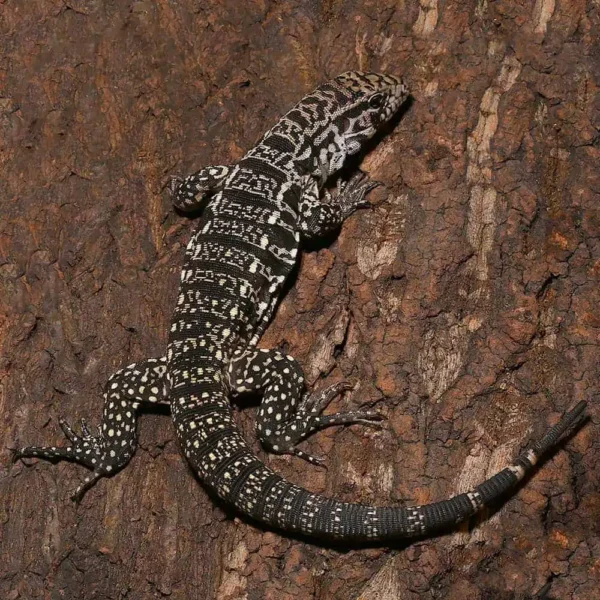 Yearling Argentine Black And White Tegu (Jaguar Line)