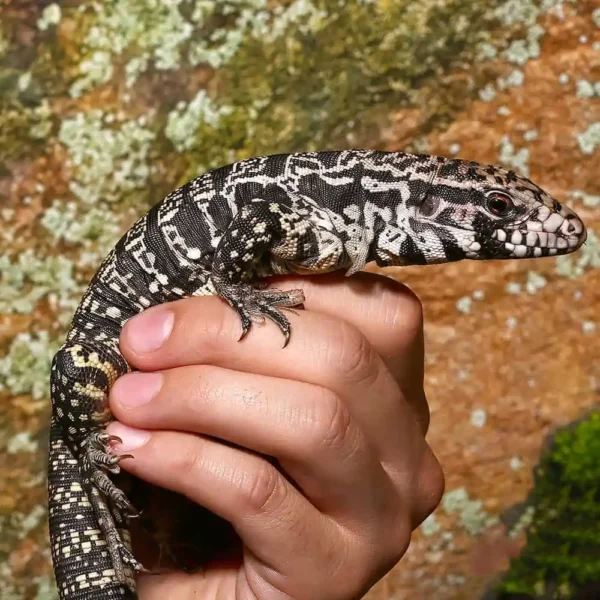 Yearling Argentine Black And White Tegu (Jaguar Line) - Image 2