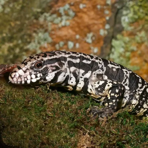 Yearling Argentine Black And White Tegu (Jaguar Line) - Image 3