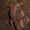 Yearling High White Red Tegu