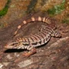 Yearling High White Red Tegu - Image 2
