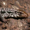 Yearling Merica Tegu