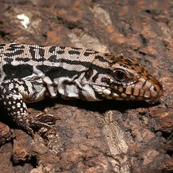 Yearling Merica Tegu