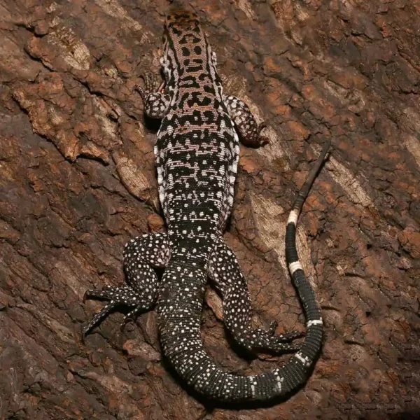 Yearling Merica Tegu - Image 2