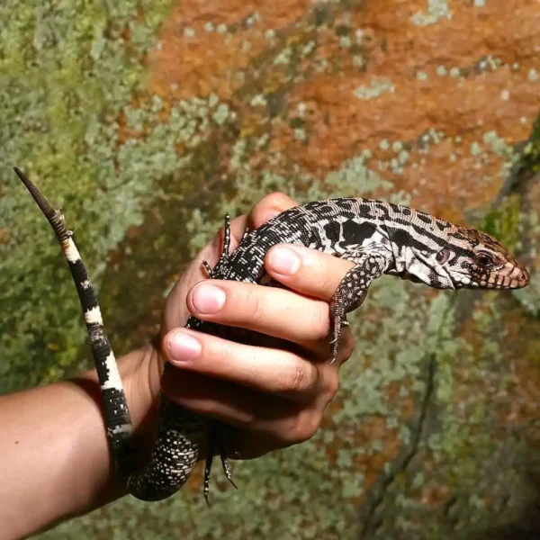 Yearling Merica Tegu - Image 3