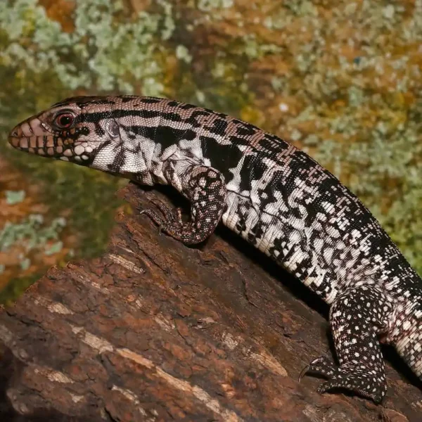 Yearling Merica Tegu - Image 4