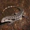 Yearling Super Red Tegu - Image 2