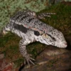 Yearling Super Red Tegu - Image 3